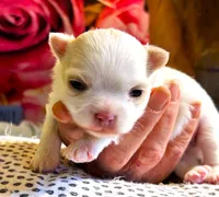 ARKS Stetson, a male Chihuahua for sale in Red Bluff, CA – Photo 9 of 10