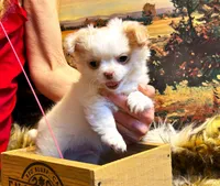 ARKS Stetson, a male Chihuahua for sale in Red Bluff, CA – Photo 4 of 10