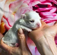 ARKS Stetson, a male Chihuahua for sale in Red Bluff, CA – Photo 4 of 10