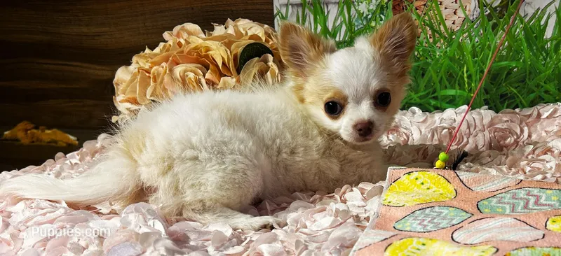 ARKS Stetson – Chihuahua puppy for sale in Red Bluff, CA
