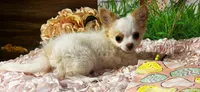 ARKS Stetson, a male Chihuahua for sale in Red Bluff, CA – Photo 1 of 10