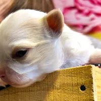 ARKS Stetson, a male Chihuahua for sale in Red Bluff, CA – Photo 10 of 10