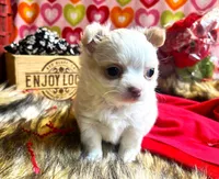 ARKS Stetson, a male Chihuahua for sale in Red Bluff, CA – Photo 2 of 10