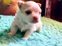ARKS Stetson, a male Chihuahua for sale in Red Bluff, CA – Photo 7 of 10