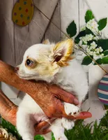 ARKS Stetson, a male Chihuahua for sale in Red Bluff, CA – Photo 3 of 10