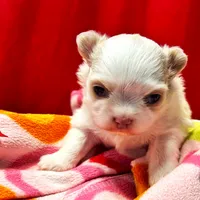 ARKS Stetson, a male Chihuahua for sale in Red Bluff, CA – Photo 8 of 10