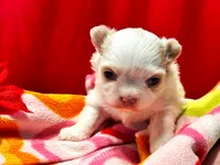 ARKS Stetson, a male Chihuahua for sale in Red Bluff, CA – Photo 5 of 10