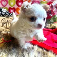 ARKS Stetson, a male Chihuahua for sale in Red Bluff, CA – Photo 7 of 10