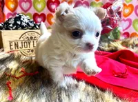 ARKS Stetson, a male Chihuahua for sale in Red Bluff, CA – Photo 1 of 10