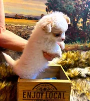 ARKS Stetson, a male Chihuahua for sale in Red Bluff, CA – Photo 6 of 10