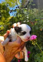 ARKS Cappuccino, a male Chihuahua for sale in Red Bluff, CA – 3 of 3
