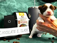 ARKS Chocolate E. Clair, a female Chihuahua for sale in Red Bluff, CA – 5 of 5