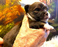 ARKS Rolo, a male Chihuahua for sale in Red Bluff, CA – 5 of 8