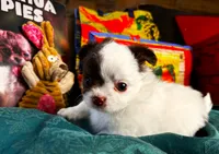 ARKS Adam, a male Chihuahua for sale in Red Bluff, CA – 6 of 10