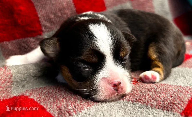 ARKS Ranger (Lone Ranger) – Chihuahua puppy for sale in Red Bluff, CA