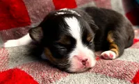 ARKS Ranger (Lone Ranger), a male Chihuahua for sale in Red Bluff, CA – 1 of 4