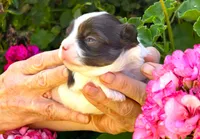 ARKS Chocolate E. Clair, a female Chihuahua for sale in Red Bluff, CA – 3 of 5