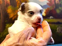 ARKS Jewel, a female Chihuahua for sale in Red Bluff, CA – 5 of 8