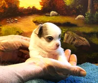 ARKS Jewel, a female Chihuahua for sale in Red Bluff, CA – 7 of 8