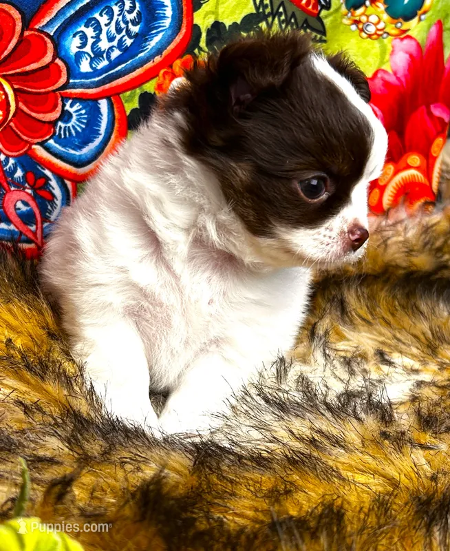 ARKS Adam – Chihuahua puppy for sale in Red Bluff, CA