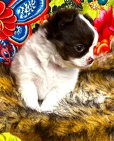 ARKS Adam, a male Chihuahua for sale in Red Bluff, CA – 4 of 10
