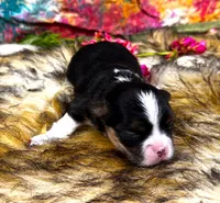 ARKS Ranger (Lone Ranger), a male Chihuahua for sale in Red Bluff, CA – 3 of 4