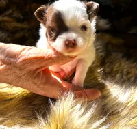 ARKS Adam, a male Chihuahua for sale in Red Bluff, CA – 4 of 6