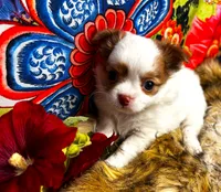ARKS Haus, a male Chihuahua for sale in Red Bluff, CA – 3 of 10