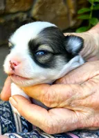 ARKS Cappuccino, a male Chihuahua for sale in Red Bluff, CA – 2 of 3