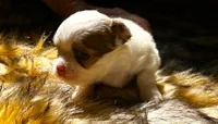 ARKS Little Joe, a male Chihuahua for sale in Red Bluff, CA – 5 of 5