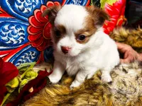 ARKS Haus, a male Chihuahua for sale in Red Bluff, CA – 5 of 10