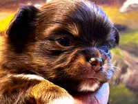 ARKS Swiss Miss, a female Chihuahua for sale in Red Bluff, CA – 7 of 7