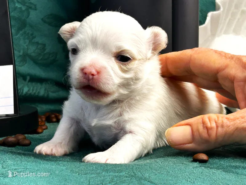 ARKS Latte – Chihuahua puppy for sale in Red Bluff, CA