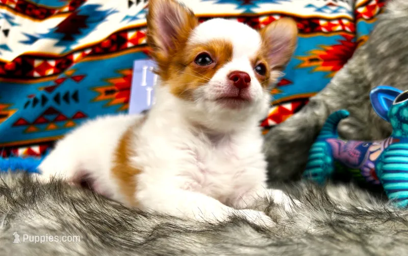 ARKS Haus – Chihuahua puppy for sale in Red Bluff, CA