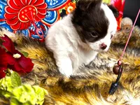 ARKS Adam, a male Chihuahua for sale in Red Bluff, CA – 7 of 10