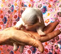 ARKS Baby Pearl, a female Chihuahua for sale in Red Bluff, CA – 1 of 5