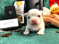 ARKS Latte, a female Chihuahua for sale in Red Bluff, CA – 4 of 4