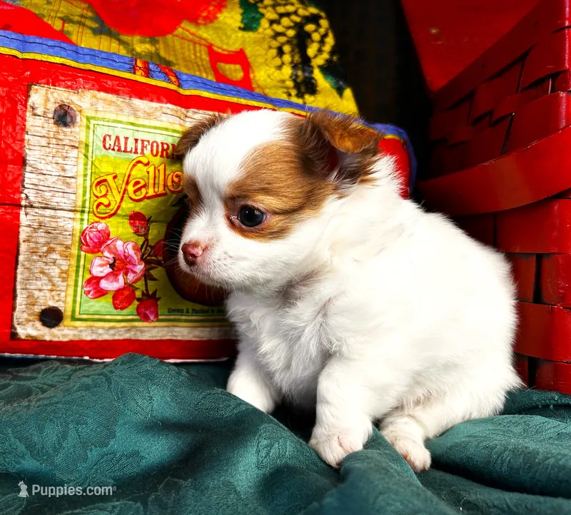 ARKS Haus – Chihuahua puppy for sale in Red Bluff, CA