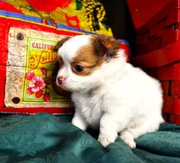 ARKS Haus, a male Chihuahua for sale in Red Bluff, CA – 2 of 10