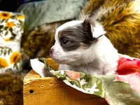 ARKS Jewel, a female Chihuahua for sale in Red Bluff, CA – 8 of 8