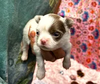 ARKS Opal, a female Chihuahua for sale in Red Bluff, CA – 5 of 5