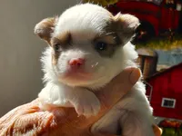 ARKS Little Joe, a male Chihuahua for sale in Red Bluff, CA – 2 of 5