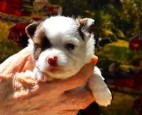 ARKS Adam, a male Chihuahua for sale in Red Bluff, CA – 1 of 6