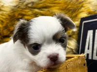 ARKS Jewel, a female Chihuahua for sale in Red Bluff, CA – 2 of 8
