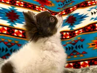 ARKS Adam, a male Chihuahua for sale in Red Bluff, CA – 1 of 10