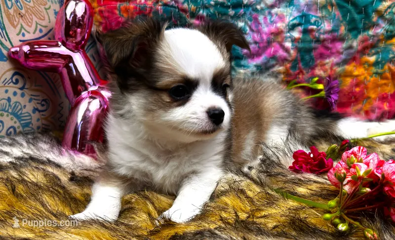 ARKS Cappuccino – Chihuahua puppy for sale in Red Bluff, CA