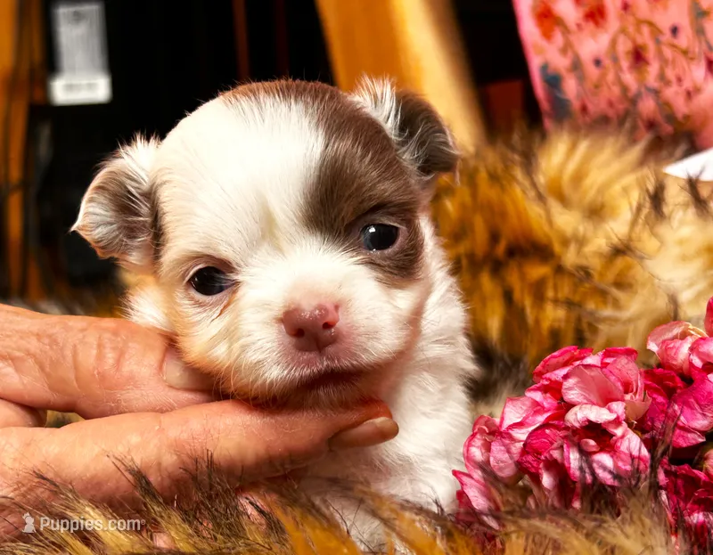 ARKS Opal – Chihuahua puppy for sale in Red Bluff, CA