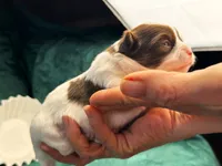 ARKS Chocolate E. Clair, a female Chihuahua for sale in Red Bluff, CA – 2 of 5