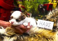 ARKS Haus, a male Chihuahua for sale in Red Bluff, CA – 2 of 5