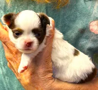 ARKS Diamond, a female Chihuahua for sale in Red Bluff, CA – 4 of 6